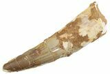 Fossil Spinosaurus Tooth - Feeding Worn Tooth #368067-1